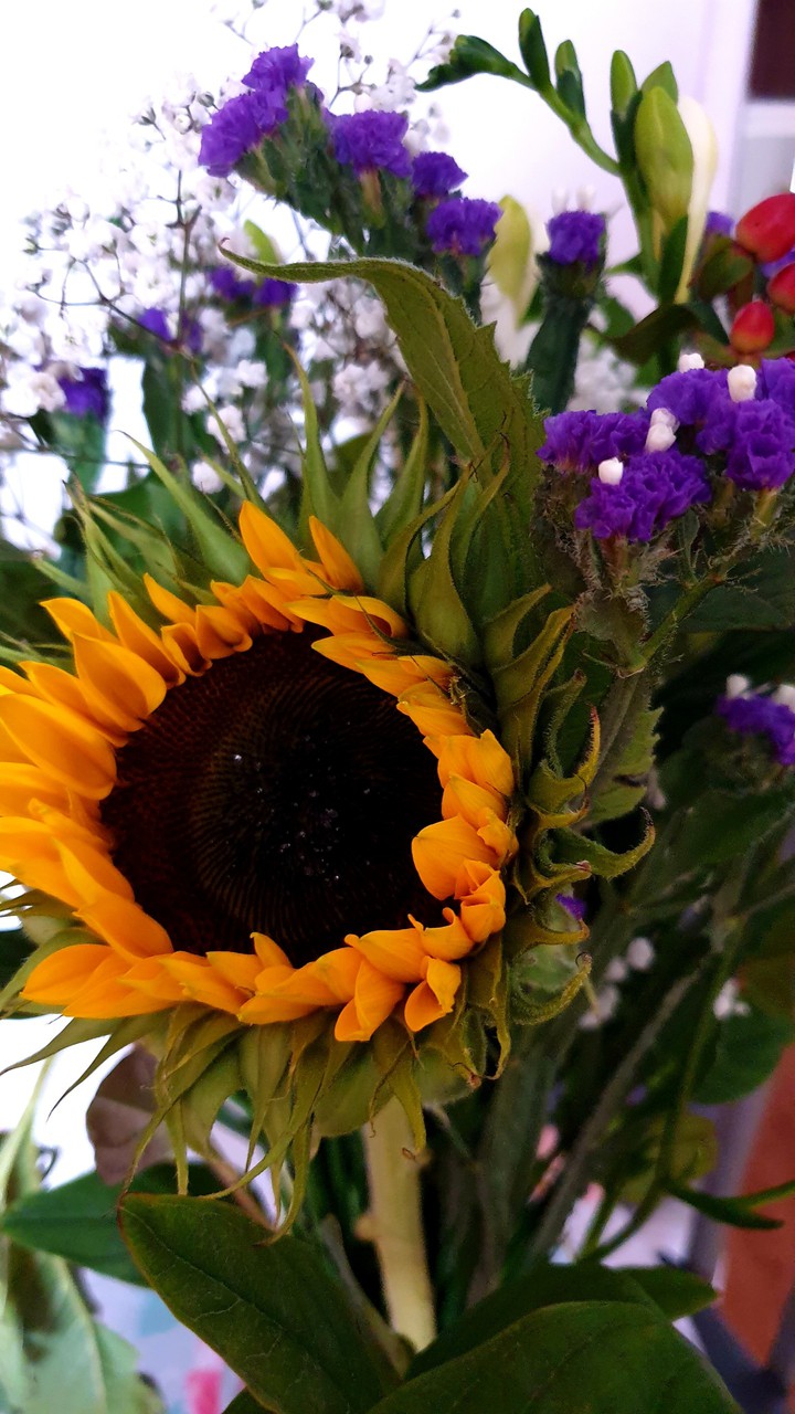 Sunflower ? ?