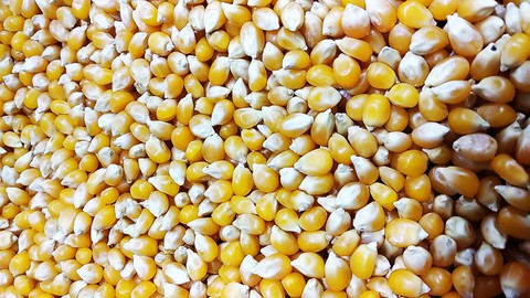 corn
