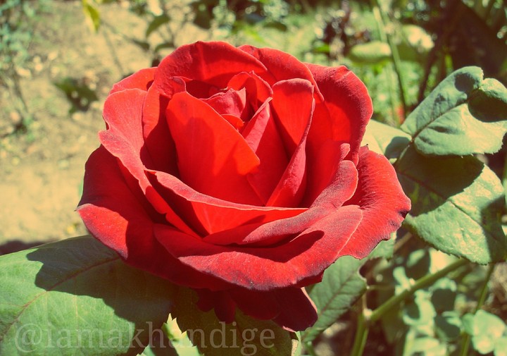 rose