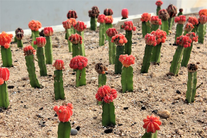 cactus