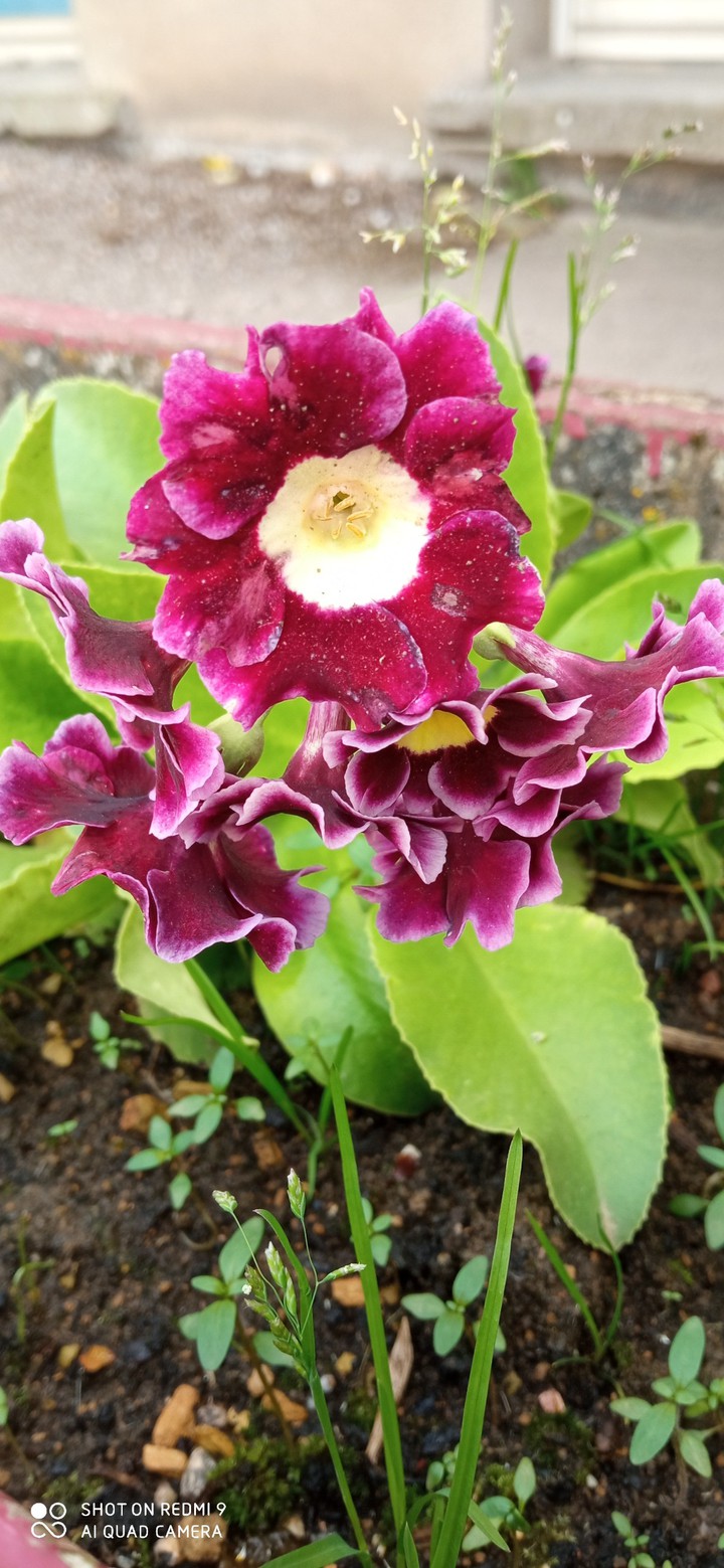 fleure