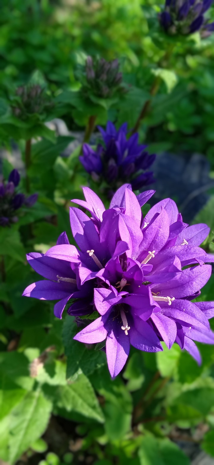 my flower