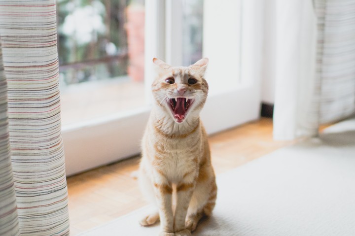 야생 고양이