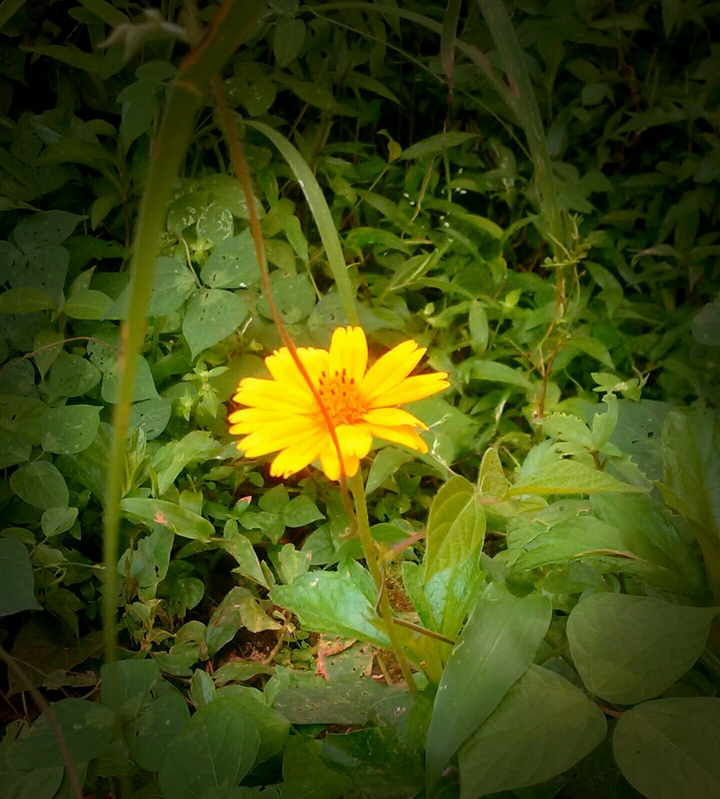 flower yellow