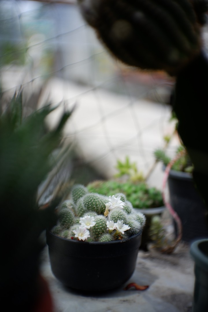 #cactus #garden #lobivia #pink #แคคตัส #กระบองเพชร#รีบูเทีย