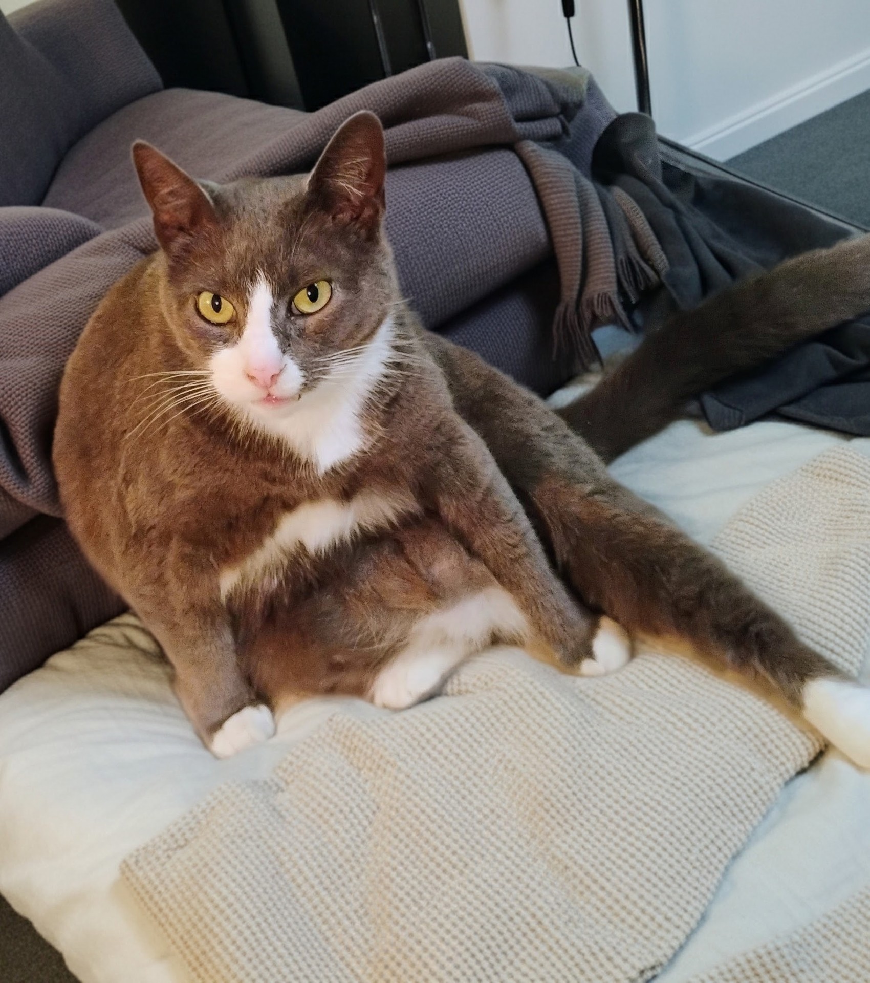 sfondi whiskers, fur