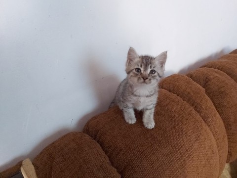 шпалери mammal, vertebrate