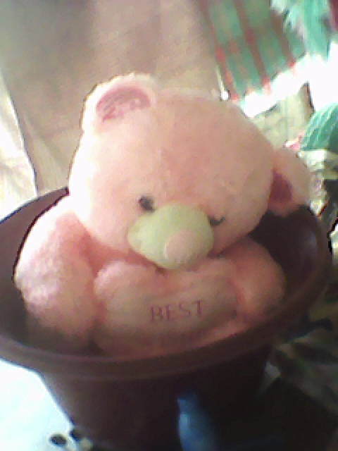 chubby teddy