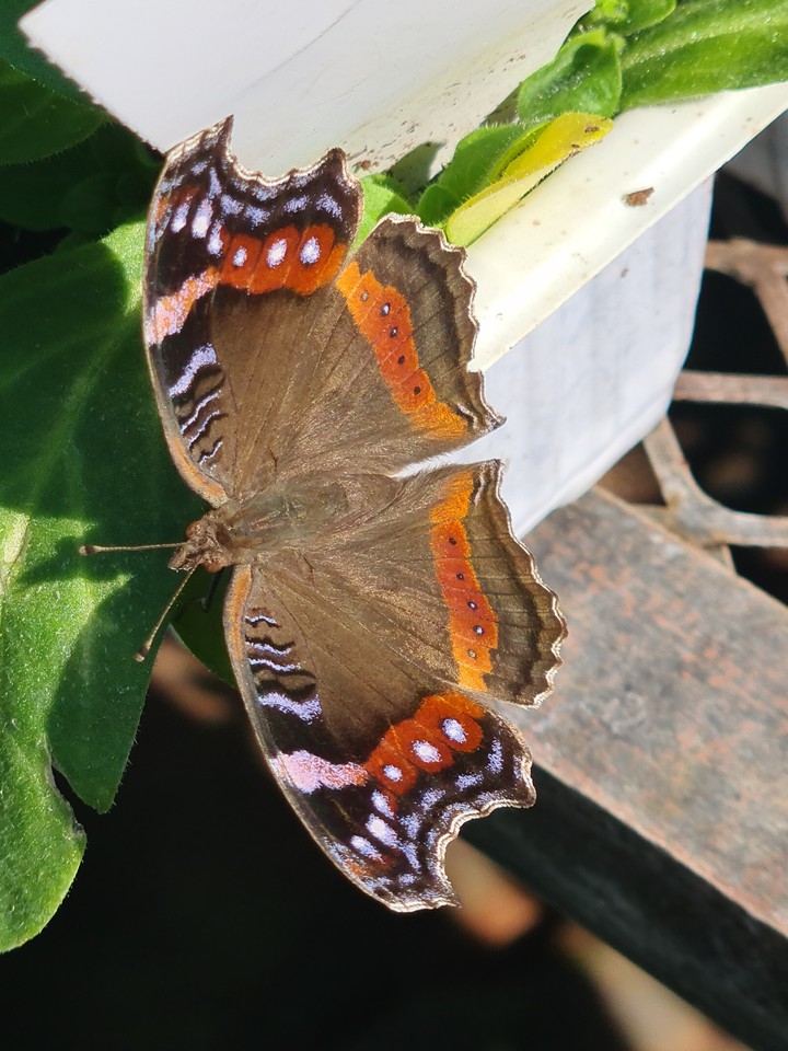 Butterfly beauty