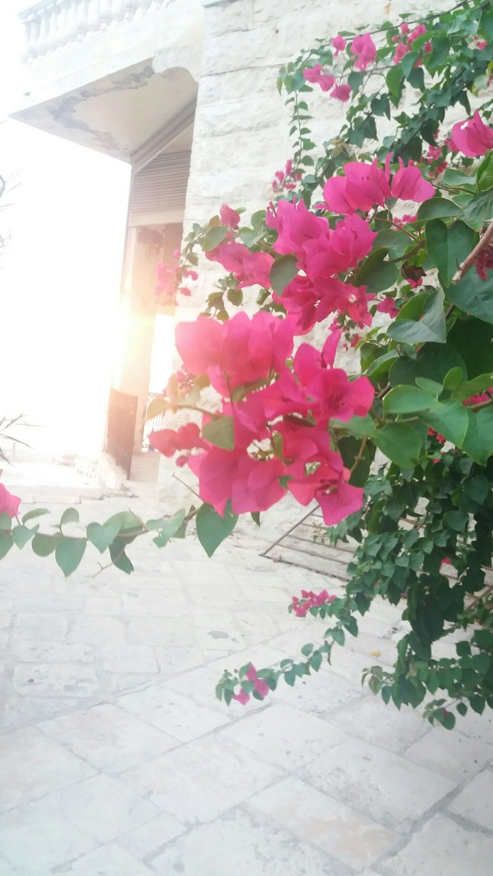 sunshine
