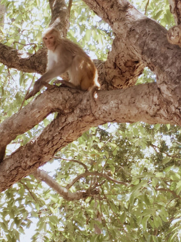 monky