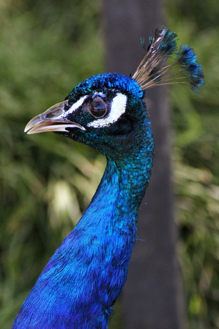blue