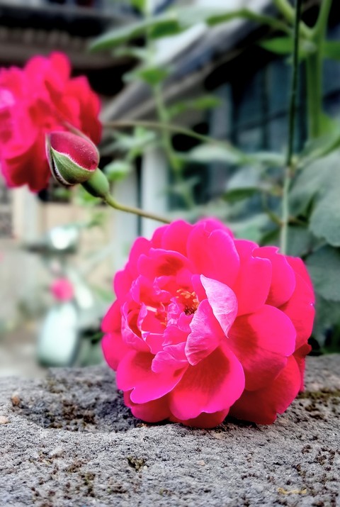 nature