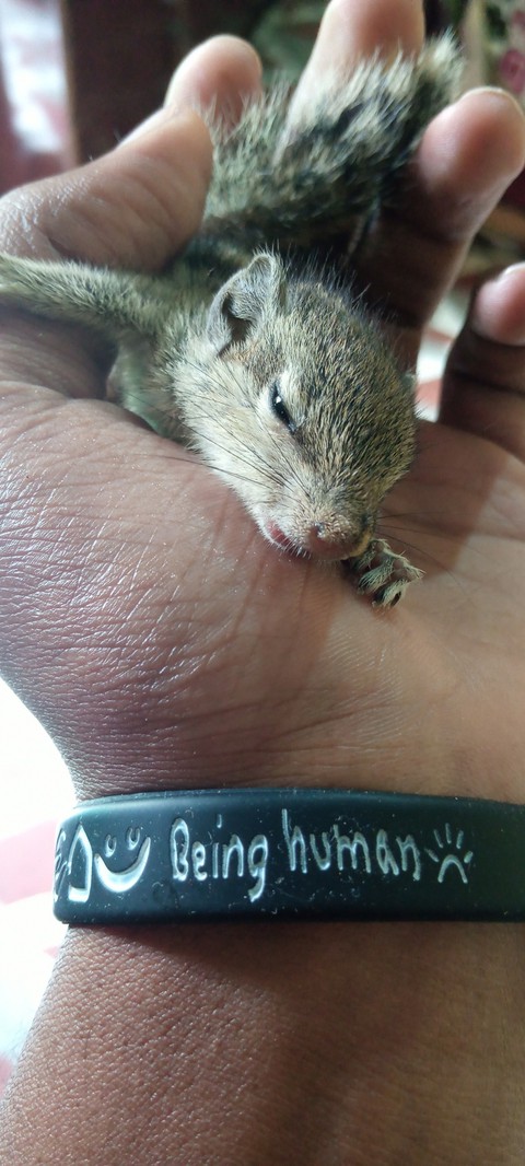 squirrel