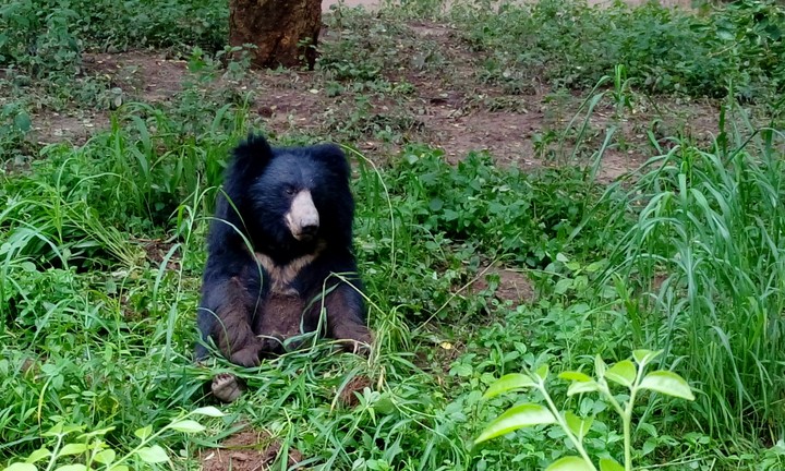 Baby bear