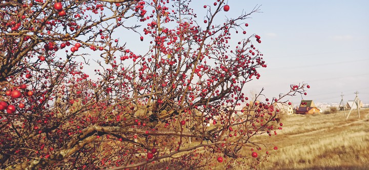 Autumn scattered her red beads