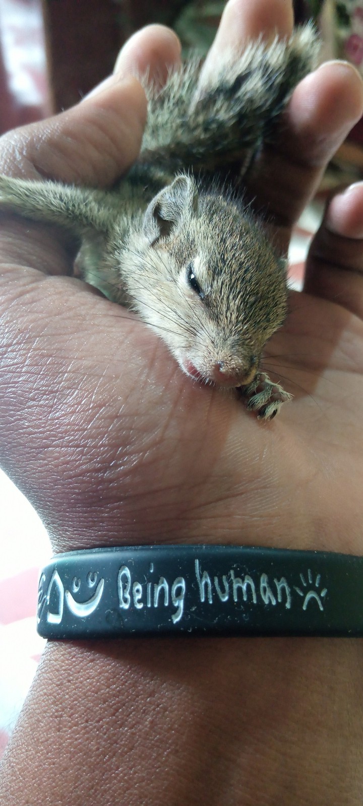squirrel