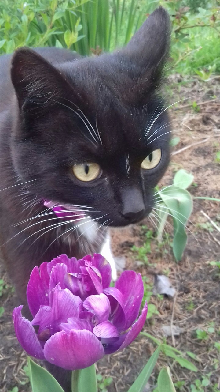 цветок и кот