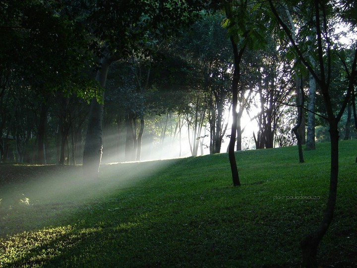 forest