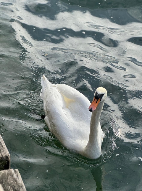 bird, ducks壁紙
