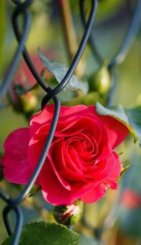 rose