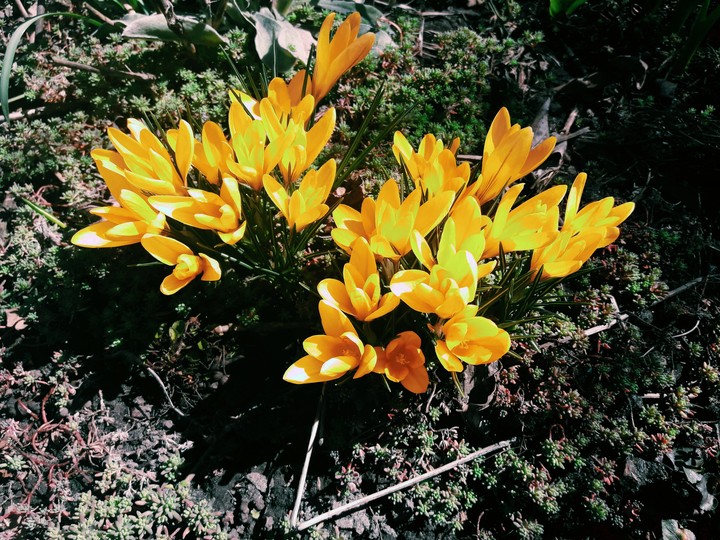 flower