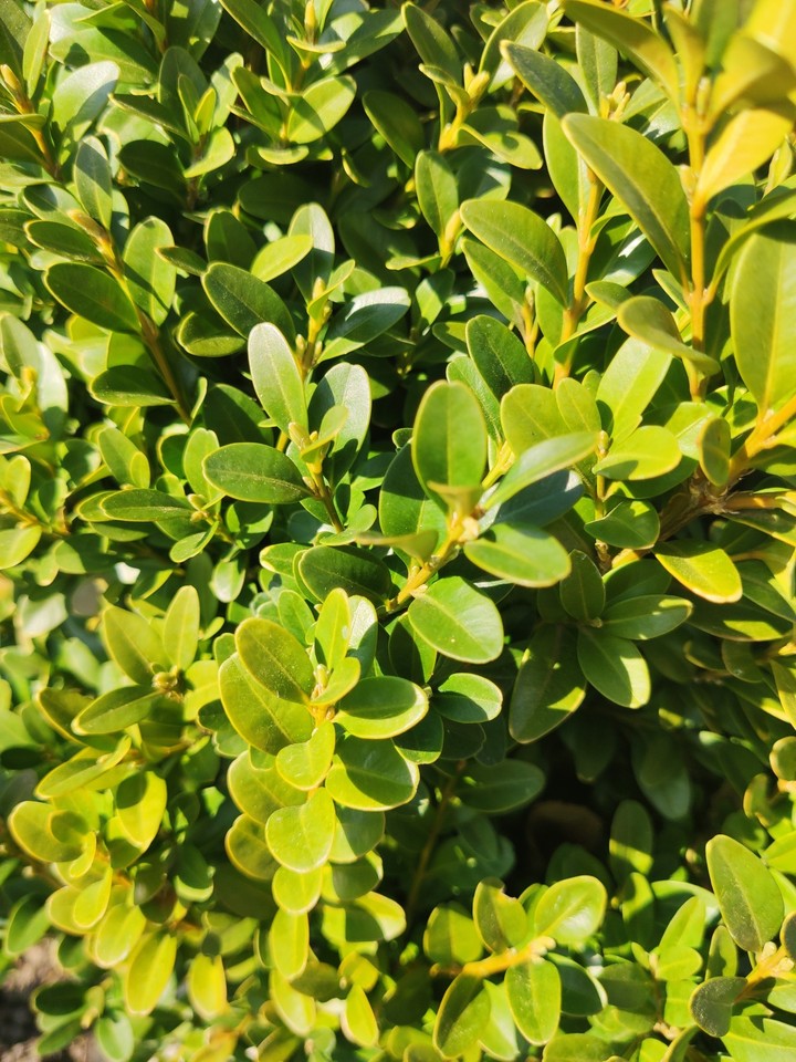Boxwood