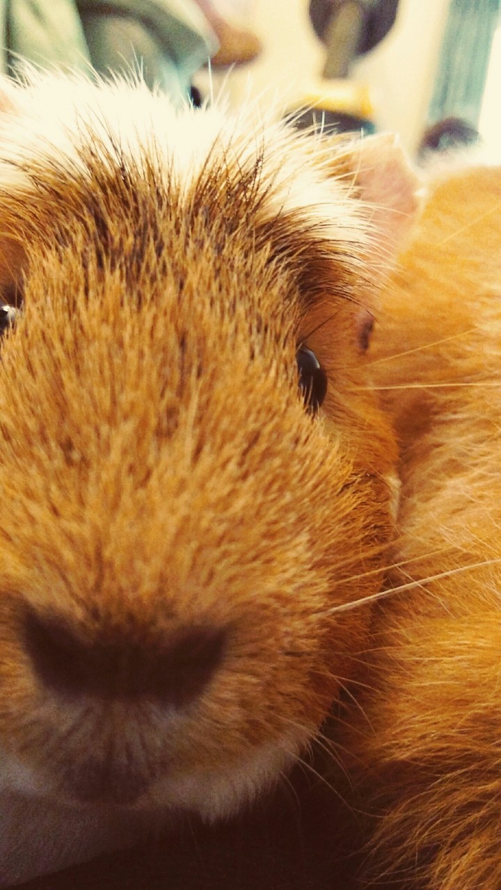 Guinea Pig
