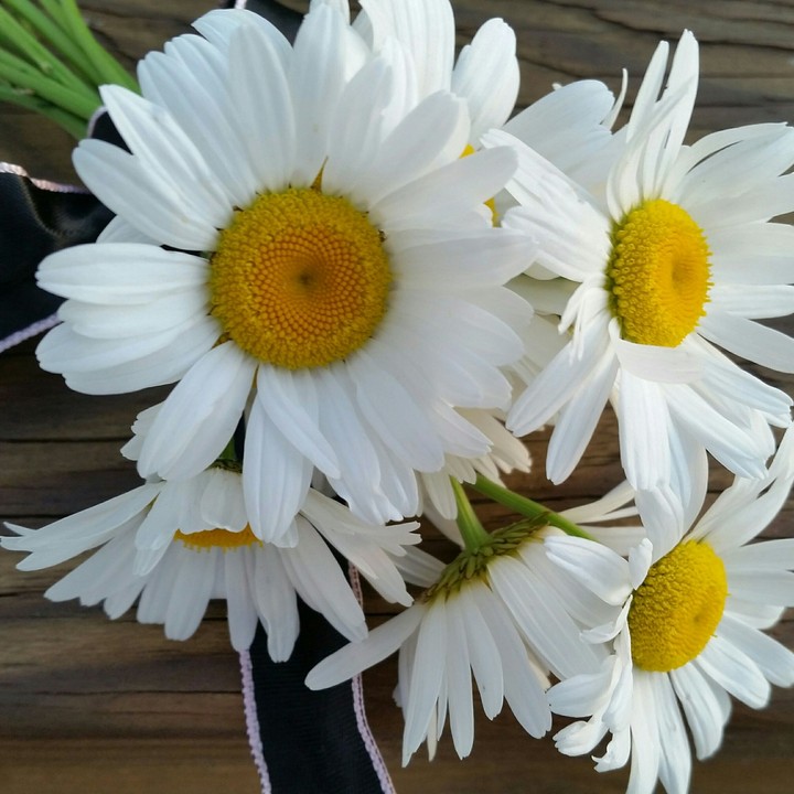 daisies