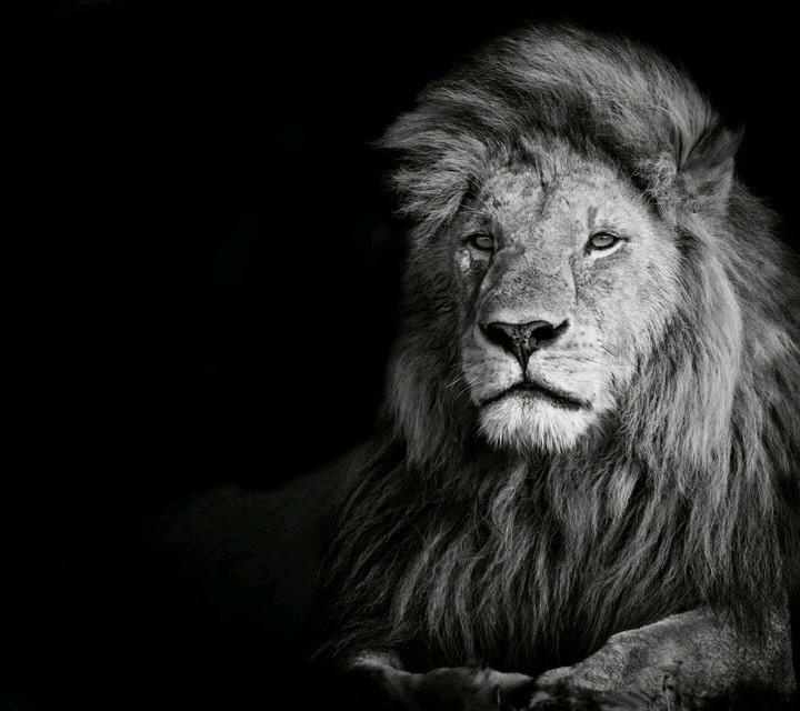 Simba
