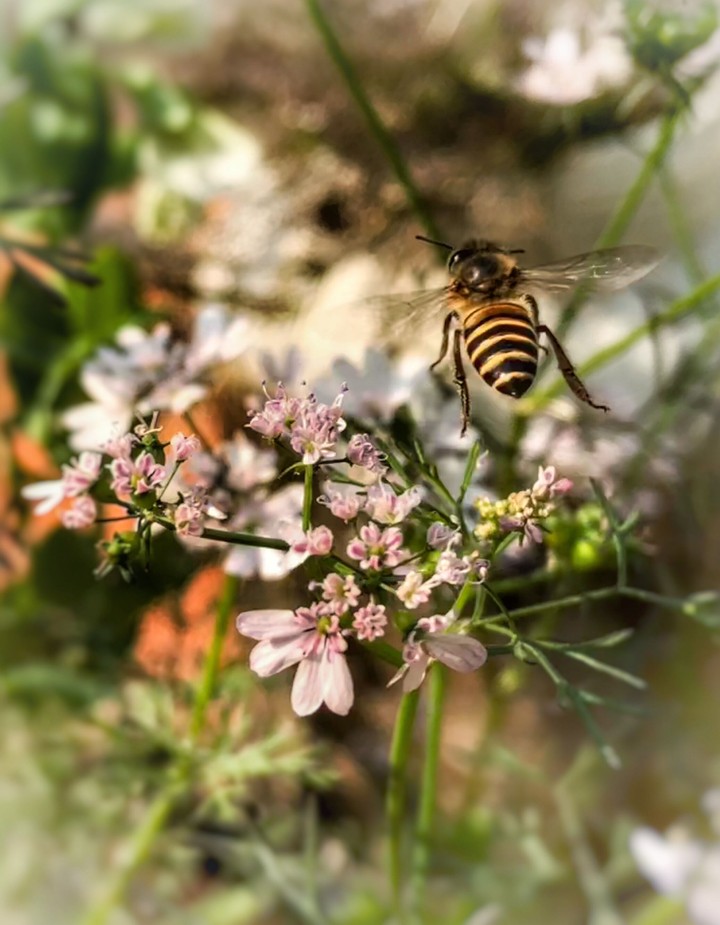 #BusyBee