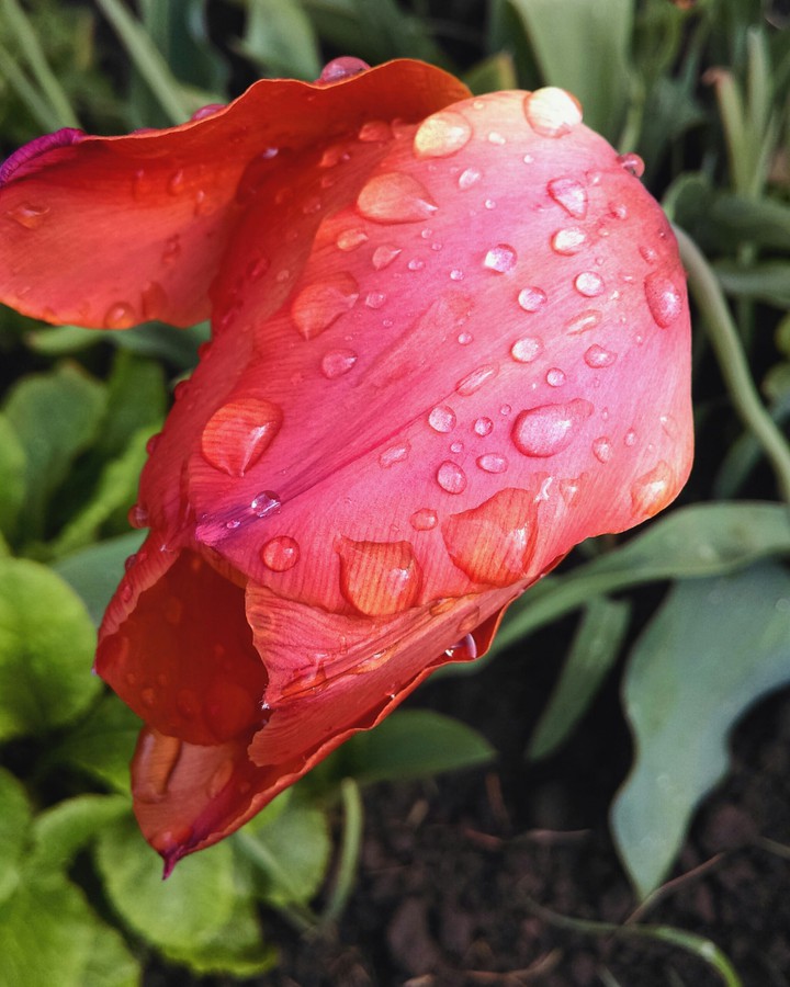after rain