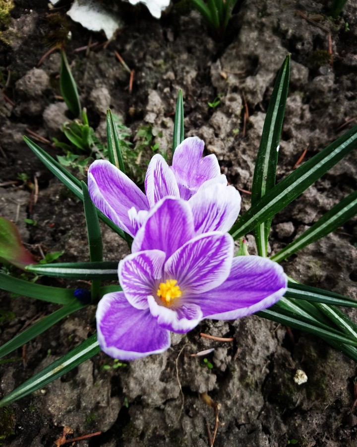 Crocus
