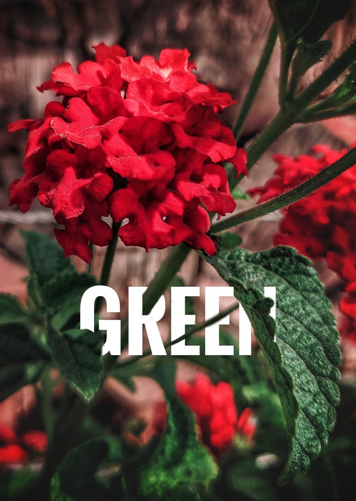 RED FLOWERS 2
