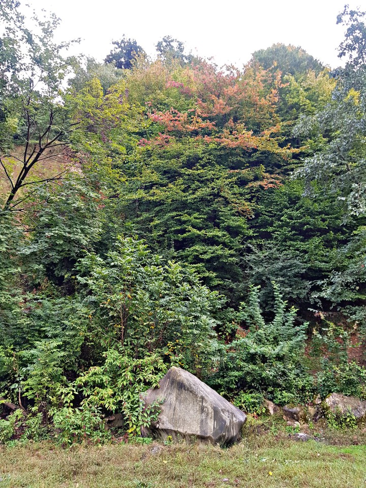 Tree & Stone