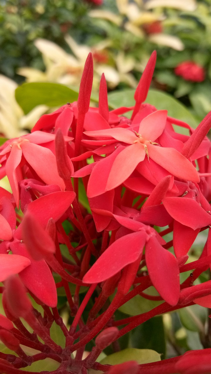 red flowers