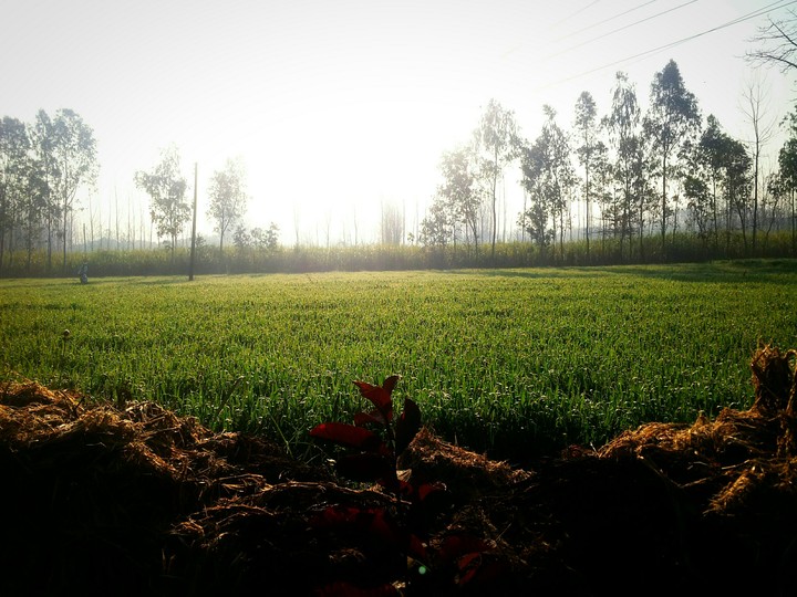 The Morning Glory