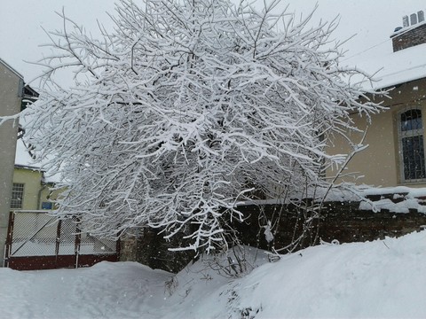 Snowy Tree