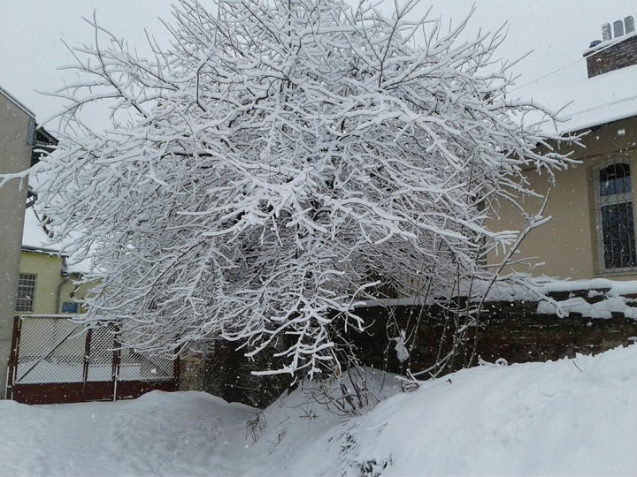 Snowy Tree