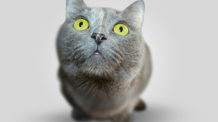cat