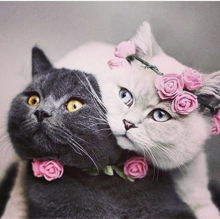 Котик