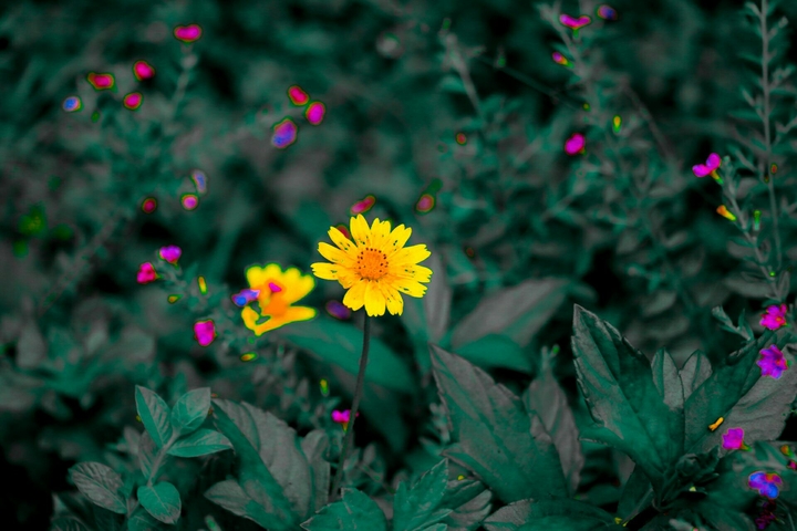 b n w colourful flowers