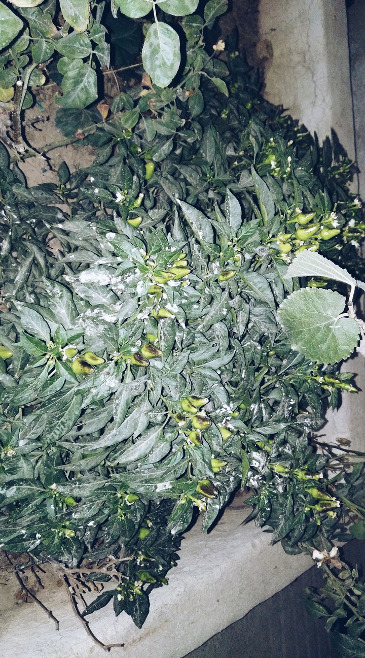 my garden