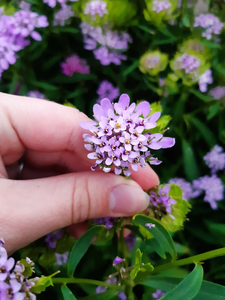 flower
