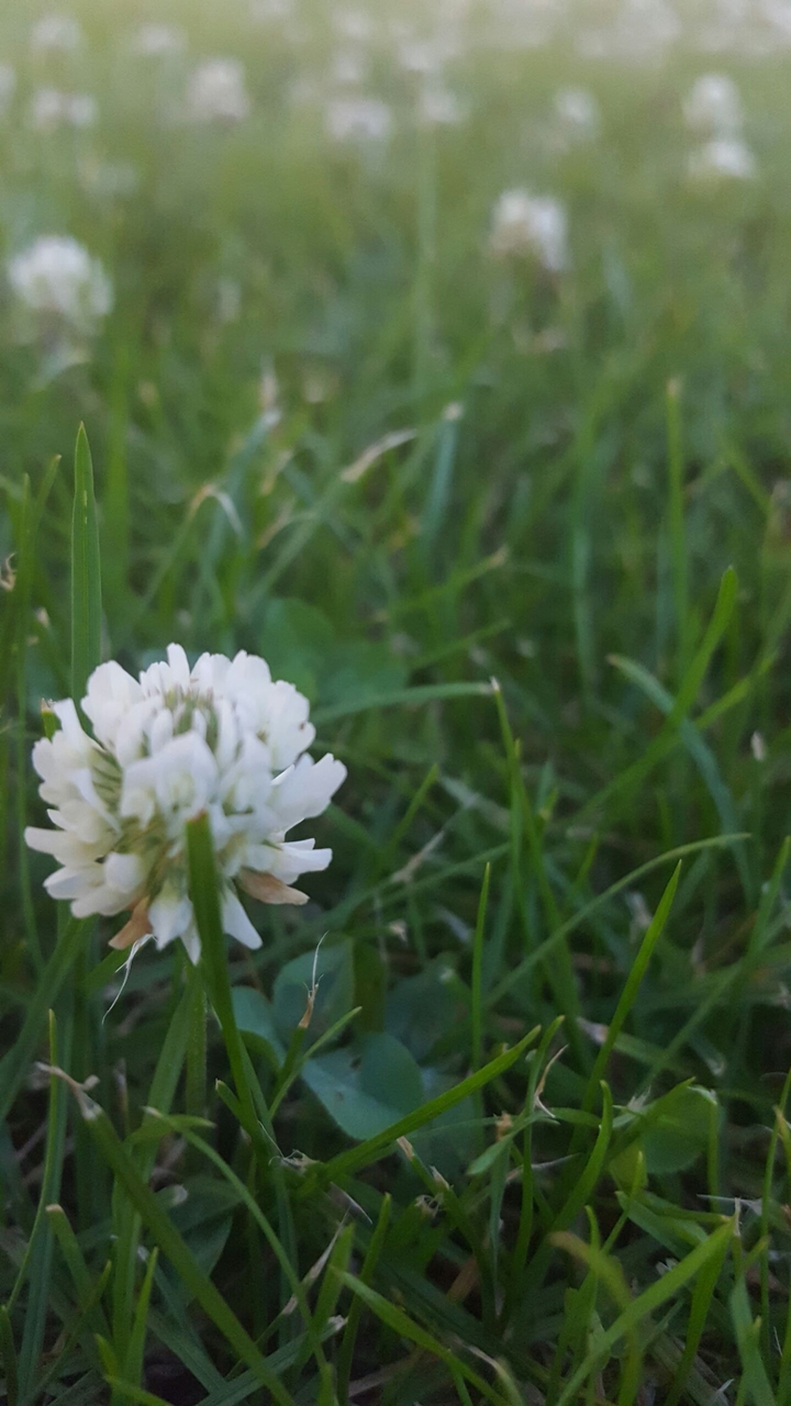 White flower