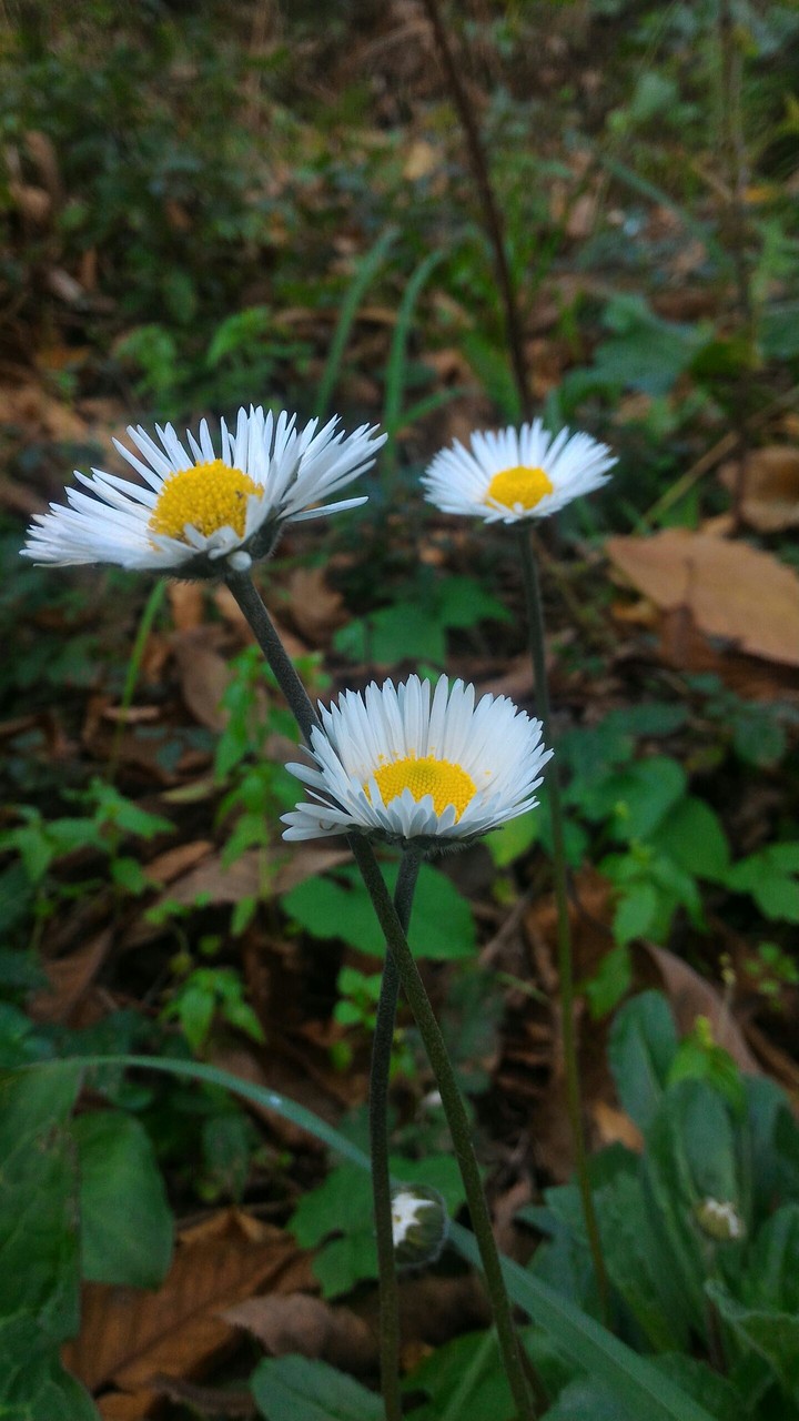 Daisies