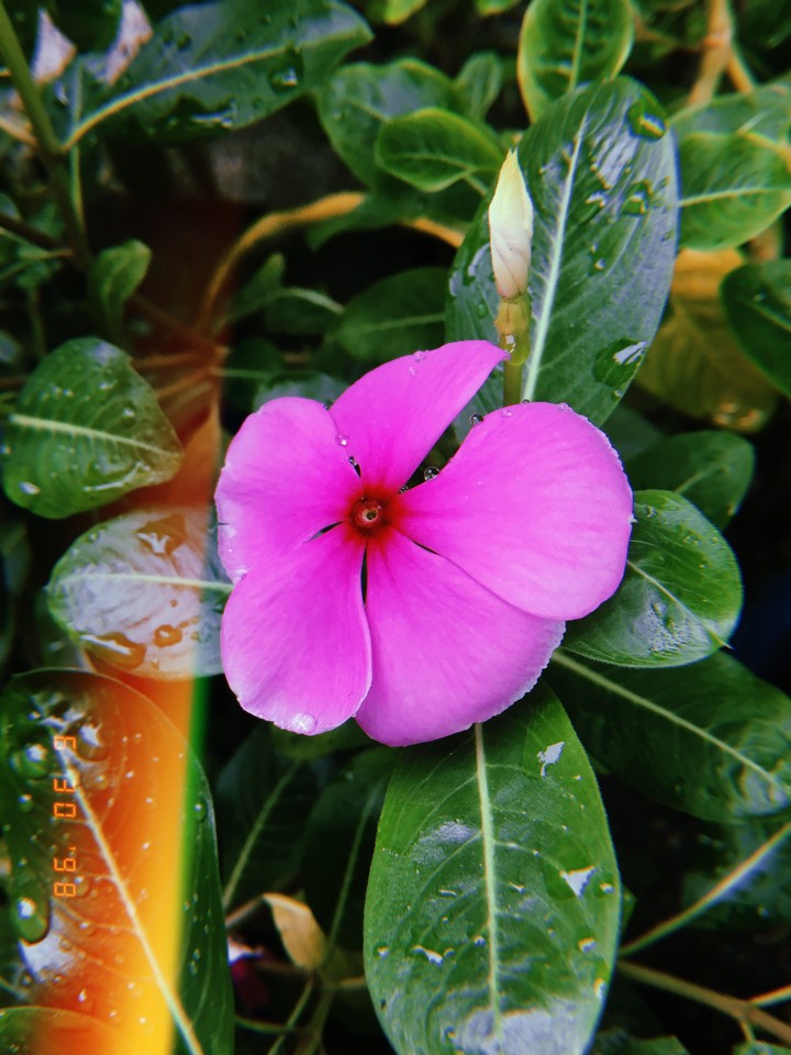 flowers for you