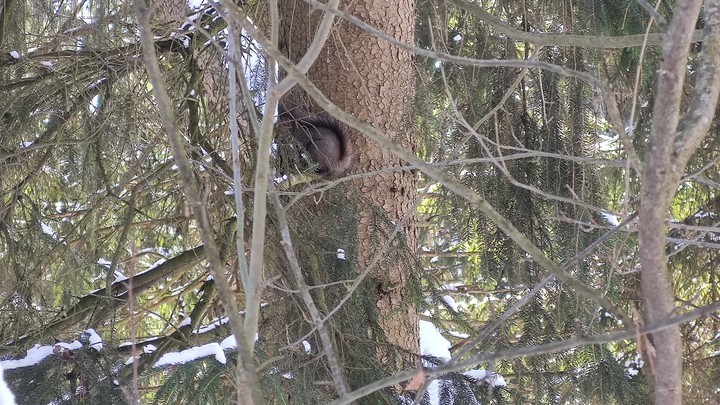 Little squirrel sitting on the tree