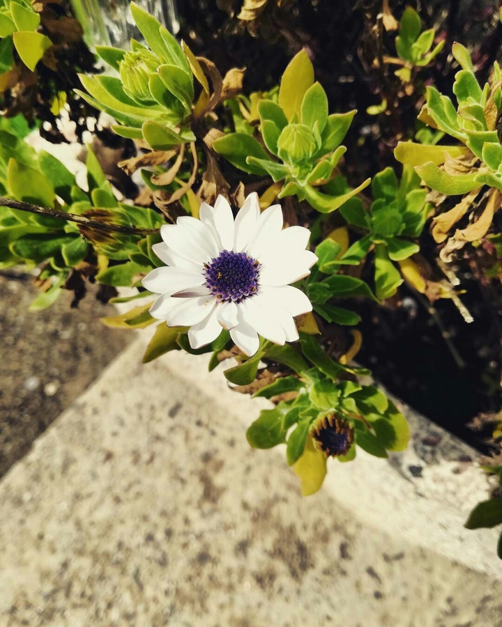 Spring