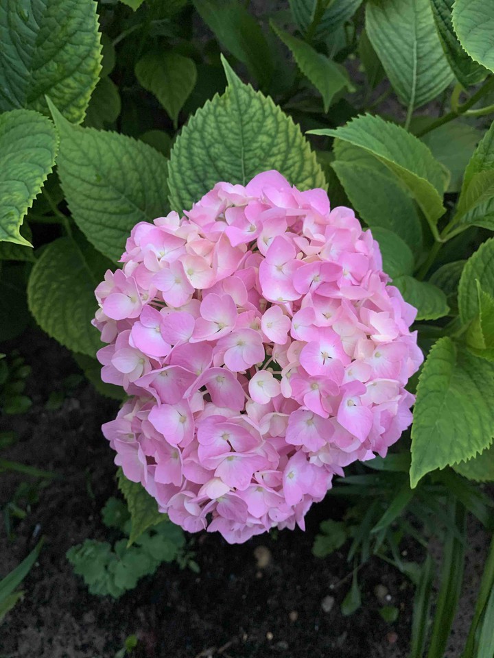 flovers